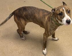Shelter Stray Female Dog last seen Near Titan Ridge Drive Decatur, 30035, 30035, GA, 3280 Chamblee Dunwoody Rd, Chamblee, GA 30341, USA