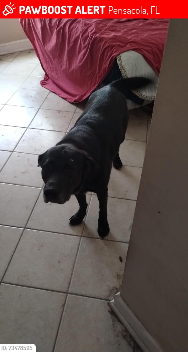 Lost Male Dog last seen Curry circle and Schwab, Pensacola, FL 32504