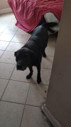 Lost Male Dog last seen Curry circle and Schwab, Pensacola, FL 32504