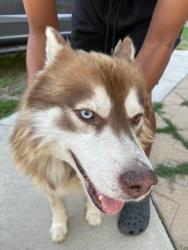 Reunited Male Dog last seen Arrow & banana, Fontana, CA 92337