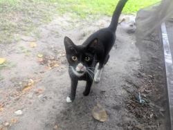 Found/Stray Male Cat last seen La Costa and Candlewyck, Orlando, FL 32807