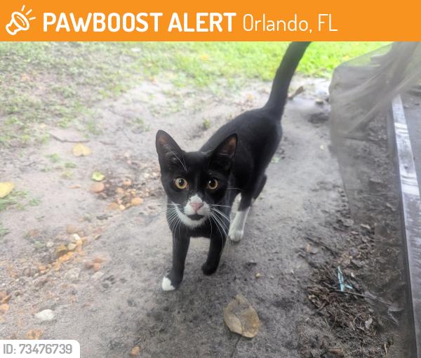Found/Stray Male Cat last seen La Costa and Candlewyck, Orlando, FL 32807