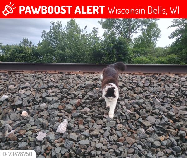 Lost Female Cat last seen Interstate 94 at a vacant lot next to Arby’s, Wisconsin Dells, WI 53940