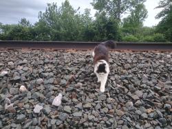 Lost Female Cat last seen Interstate 94 at a vacant lot next to Arby’s, Wisconsin Dells, WI 53940