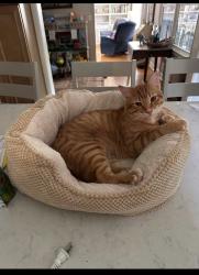 Lost Male Cat last seen Breamore Road and E 62nd Place, Indianapolis, IN 46220
