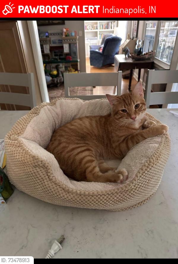 Lost Male Cat last seen Breamore Road and E 62nd Place, Indianapolis, IN 46220
