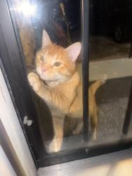 Found/Stray Unknown Cat last seen Winona, Denver, CO 80204