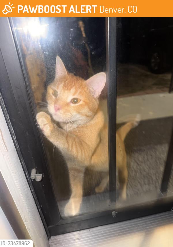 Found/Stray Unknown Cat last seen Winona, Denver, CO 80204