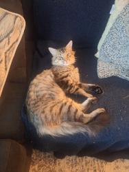 Reunited Male Cat last seen hosp Hill area, Quincy, MA 02169
