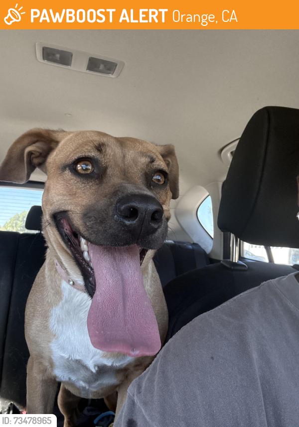 Found/Stray Female Dog last seen Crystal View and Brookshire Ave, Orange, CA 92865