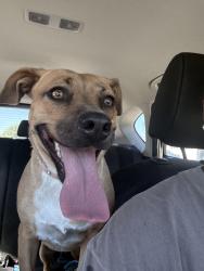 Found/Stray Female Dog last seen Crystal View and Brookshire Ave, Orange, CA 92865