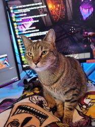 Reunited Male Cat last seen Griffiths and Skipton Road, Springfield, IL 62702
