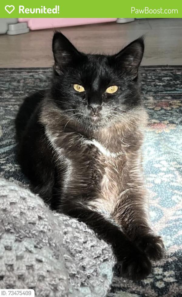 Reunited Male Cat last seen 3rd Ave & K St, Chula Vista, CA 91910