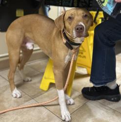 Shelter Stray Male Dog last seen Troutdale, TROUTDALE, OR, 97060, 1700 W Historic Columbia River Hwy, Troutdale, OR 97060, USA