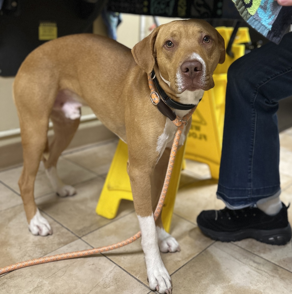 Shelter Stray Male Dog last seen Troutdale, TROUTDALE, OR, 97060, 1700 W Historic Columbia River Hwy, Troutdale, OR 97060, USA