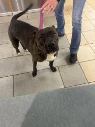 Shelter Stray Female Dog last seen Magic hollow BLVD and Bamber Blvd, in the neighborhood, VIRGINIA BEACH, VA, 23453, 341 S Birdneck Rd, Virginia Beach, VA 23451, USA