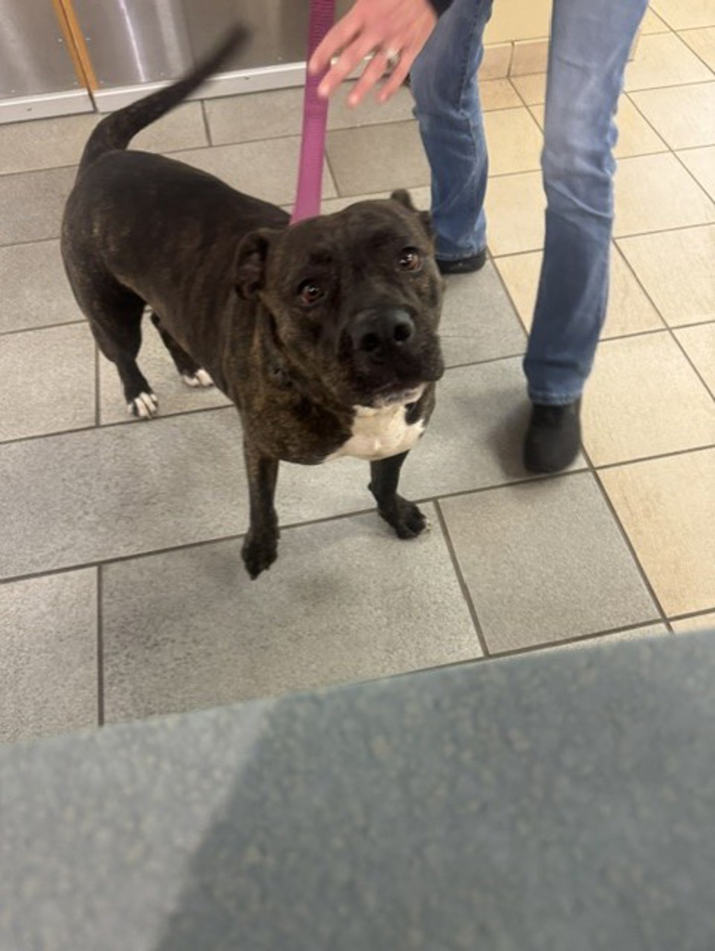 Shelter Stray Female Dog last seen Magic hollow BLVD and Bamber Blvd, in the neighborhood, VIRGINIA BEACH, VA, 23453, 341 S Birdneck Rd, Virginia Beach, VA 23451, USA