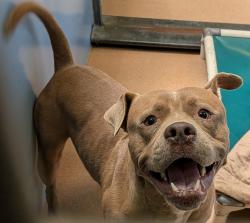Shelter Stray Male Dog last seen Near Delaware Street, Imperial Beach, CA, 91932, 5500 Gaines St, San Diego, CA 92110, USA