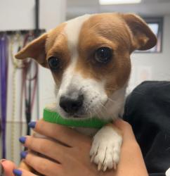 Shelter Stray Male Dog last seen Peach Avenue, El Cajon, CA, 92021, 5500 Gaines St, San Diego, CA 92110, USA