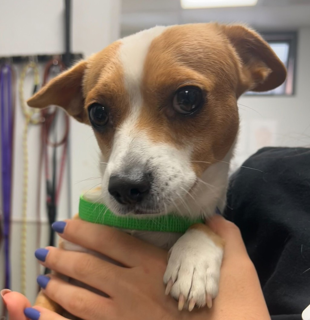 Shelter Stray Male Dog last seen Peach Avenue, El Cajon, CA, 92021, 5500 Gaines St, San Diego, CA 92110, USA