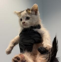 Shelter Stray Male Cat last seen Near Winona Avenue, San Diego, CA, 92105, 5500 Gaines St, San Diego, CA 92110, USA