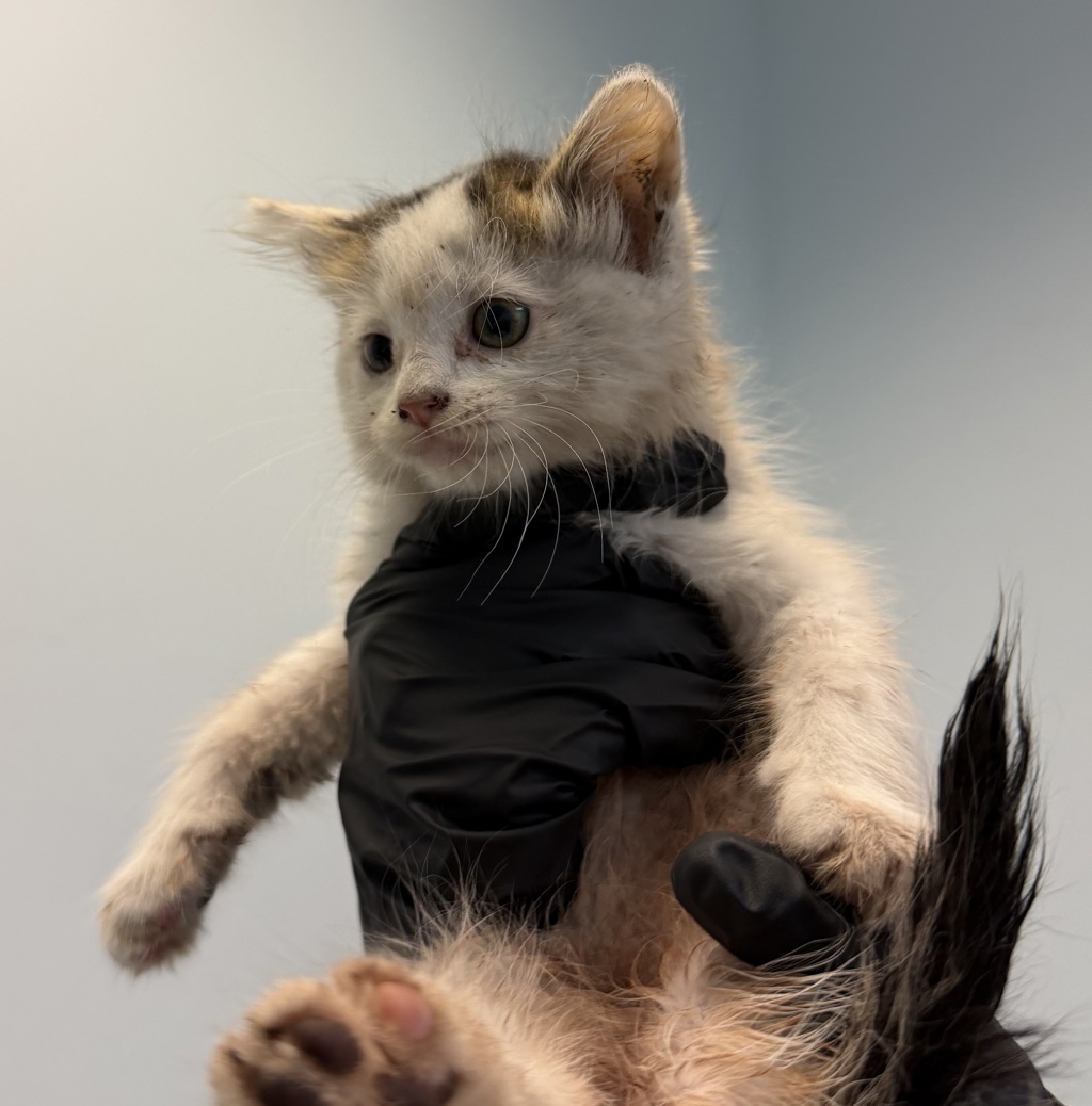 Shelter Stray Male Cat last seen Near Winona Avenue, San Diego, CA, 92105, 5500 Gaines St, San Diego, CA 92110, USA