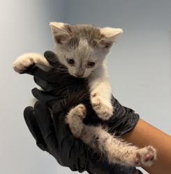 Shelter Stray Male Cat last seen Near Winona Avenue, San Diego, CA, 92105, 5500 Gaines St, San Diego, CA 92110, USA