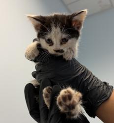 Shelter Stray Female Cat last seen Near Winona Avenue, San Diego, CA, 92105, 5500 Gaines St, San Diego, CA 92110, USA