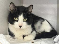 Shelter Stray Male Cat last seen Apt 7B,100 Elgar Place, BRONX, NY, 10475, 326 E 110th St, New York, NY 10029, USA