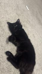 Reunited Male Cat last seen Near Deer Pine Trail, Land O' Lakes, FL 34638, USA, Land O' Lakes, FL 34638