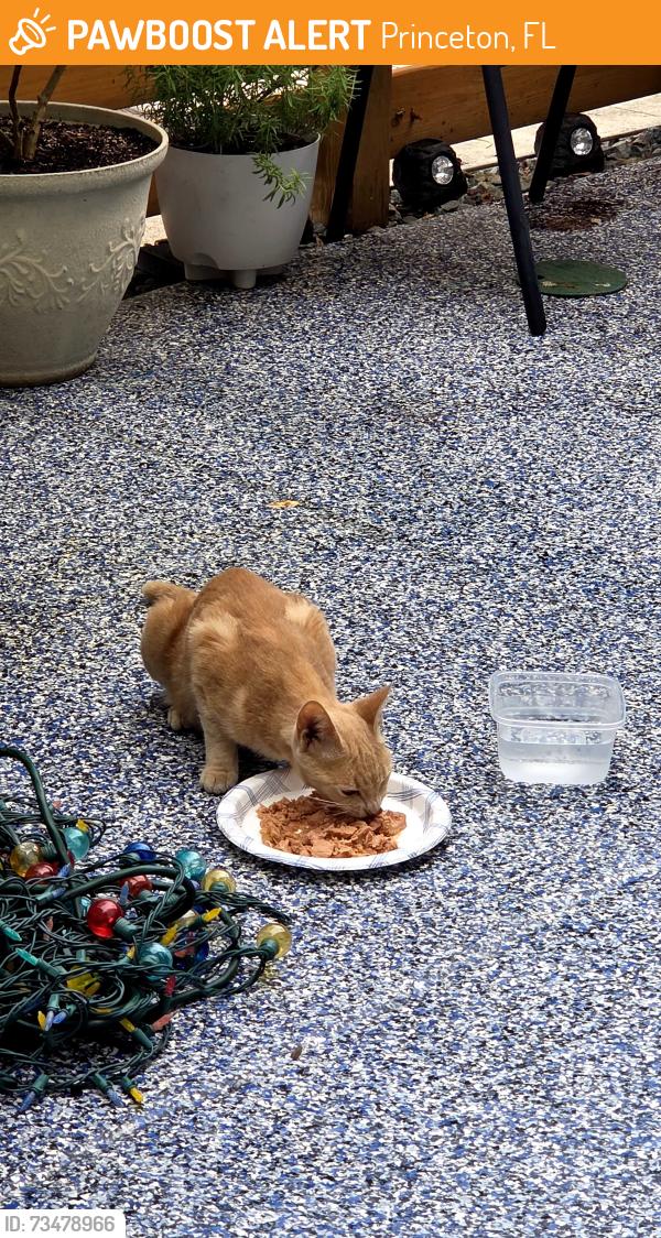 Found/Stray Unknown Cat last seen Near Sunny Hills assisted living facility, Princeton, FL 33032