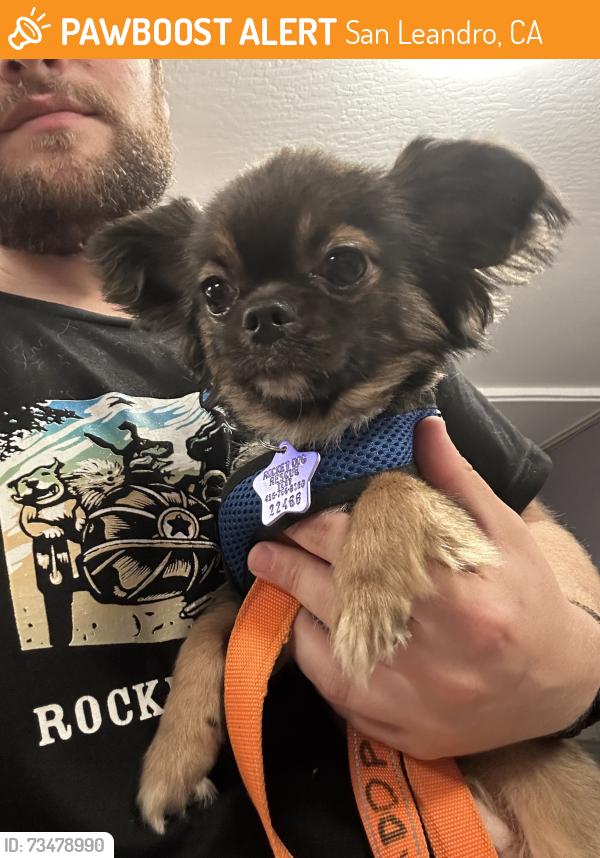Found/Stray Male Dog last seen Alvarado and Castro, San Leandro, CA 94577