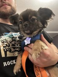 Found/Stray Male Dog last seen Alvarado and Castro, San Leandro, CA 94577