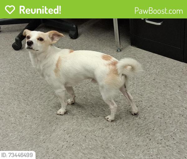 Reunited Male Dog last seen Hook Jr. High school, Victorville, CA 92394