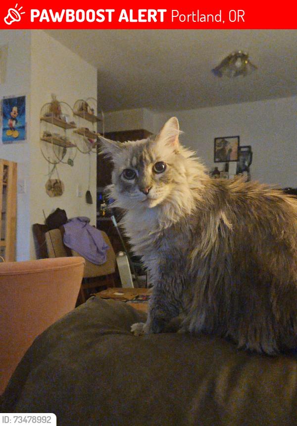 Lost Female Cat last seen 90th pl Powell, Portland, OR 97266