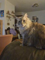Lost Female Cat last seen 90th pl Powell, Portland, OR 97266
