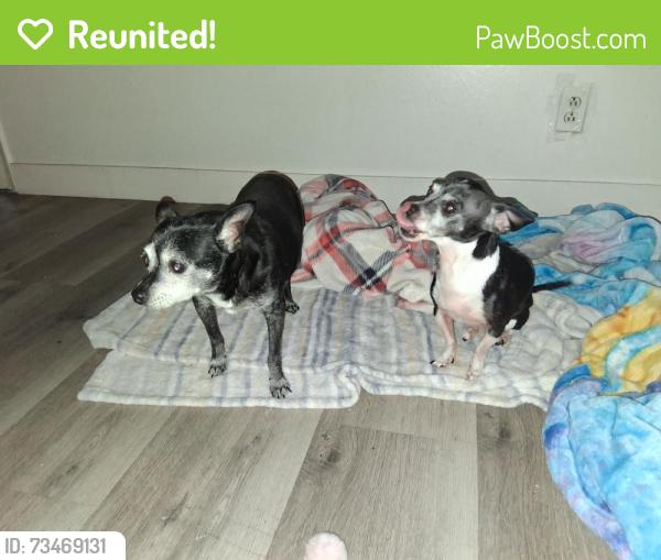 Reunited Male Dog last seen Bromley avenue and Jones, Las Vegas, NV 89107