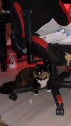 Lost Female Cat last seen Missing from an apmt building, woke up and she was gone. Suspecting someone let her out., Edmonton, AB T6W 1N3