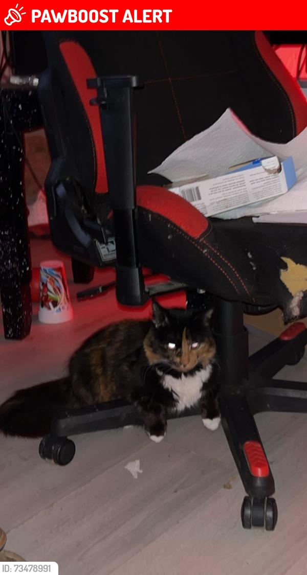 Lost Female Cat last seen Missing from an apmt building, woke up and she was gone. Suspecting someone let her out., Edmonton, AB T6W 1N3