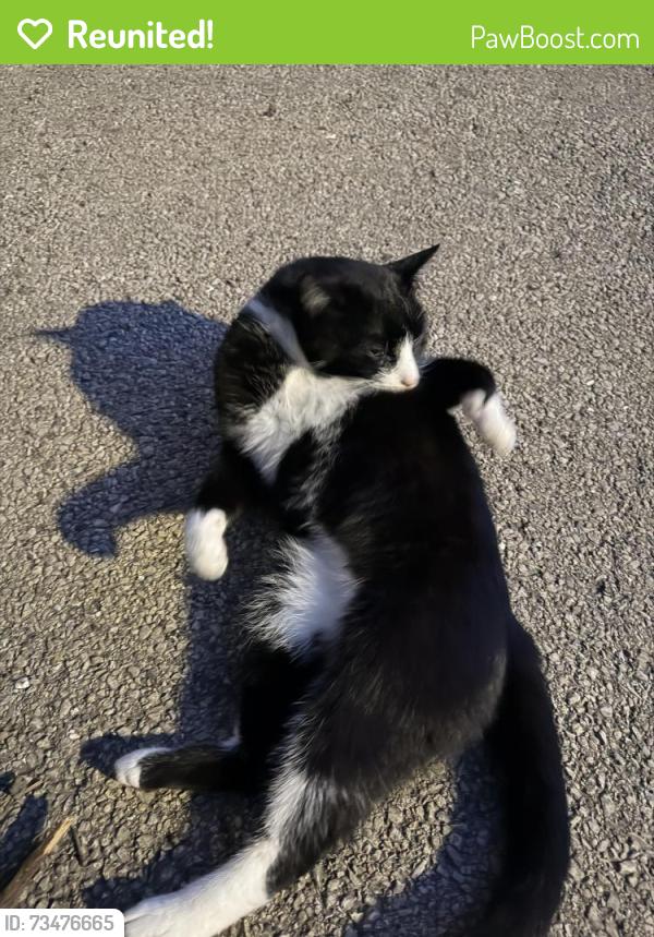 Reunited Unknown Cat last seen Sauganash Park by the fieldhouse, Chicago, IL 60646