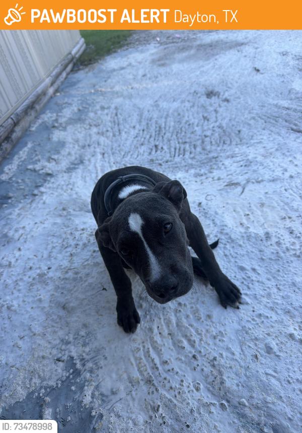 Found/Stray Male Dog last seen Metal electrical pole, Dayton, TX 77535