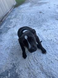Found/Stray Male Dog last seen Metal electrical pole, Dayton, TX 77535