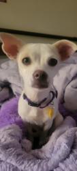 Reunited Female Dog last seen Val Vista and Southern, Mesa, AZ 85204