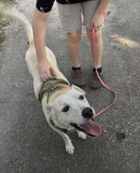 Found/Stray Male Dog last seen Deerbrook, Houston, TX 77339