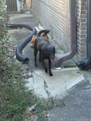 Found/Stray Unknown Dog last seen Palmetto Dermatology, Columbia, SC 29204