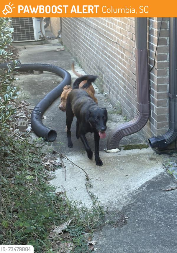 Found/Stray Unknown Dog last seen Palmetto Dermatology, Columbia, SC 29204