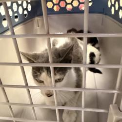 Shelter Stray Female Cat last seen , 244 Georgetown Rd, Jacksonville, NC 28540, USA