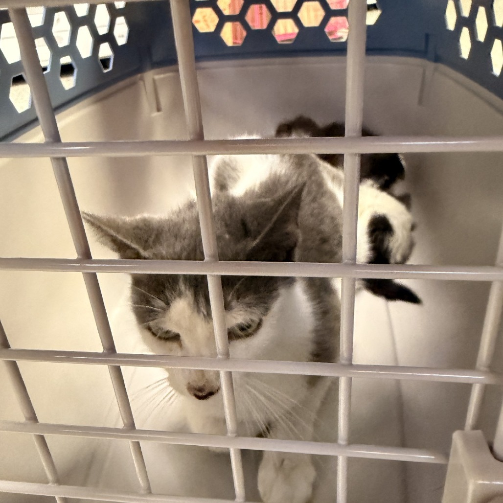 Shelter Stray Female Cat last seen , 244 Georgetown Rd, Jacksonville, NC 28540, USA