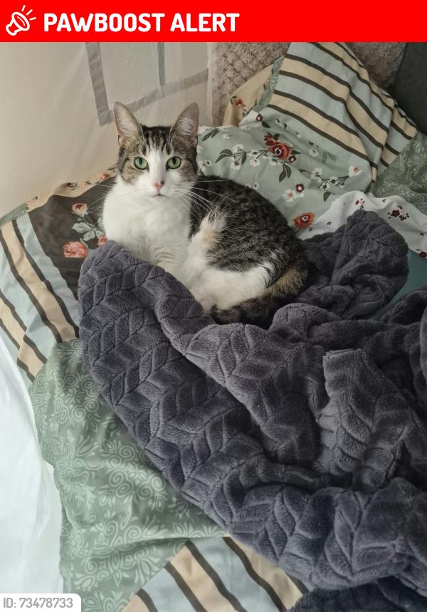 Lost Female Cat last seen Openshaw park, Parkhouse Street, M11 2FY, Openshaw, England M11 2FY