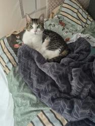 Lost Female Cat last seen Openshaw park, Parkhouse Street, M11 2FY, Openshaw, England M11 2FY
